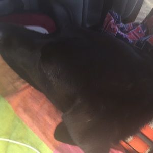 Meet your Posher, Bella